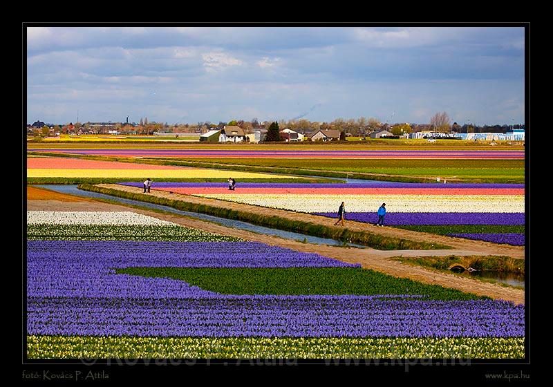 Keukenhof Hollandia 057.jpg